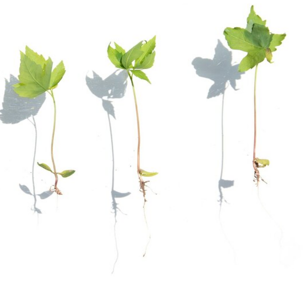 Three young seedlings with slender stems, visible roots and two to three green leaves against a white background.