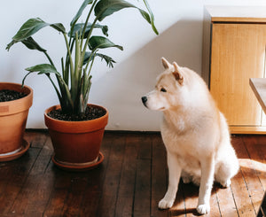If pets could talk: 3 Natural ways to provide them with relief