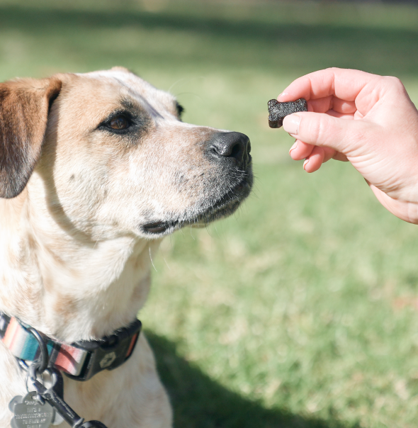 A close-up of a dog with light brown and white fur sitting on grass, looking attentively at a small, bone-shaped treat made with the purest ingredients held by a person's hand. The dog, wearing a colorful collar, seems eager for the highest quality reward.