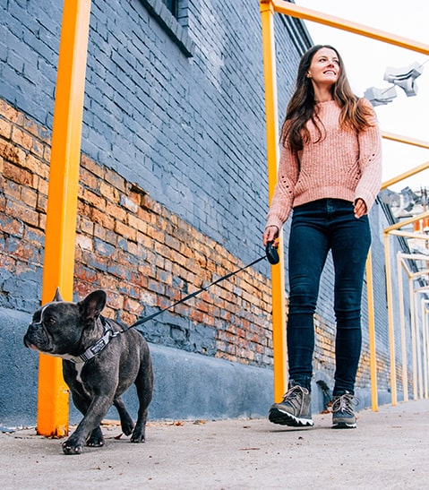 Woman walking a small black French bulldog on a leash past a brick wall with yellow metal railings.