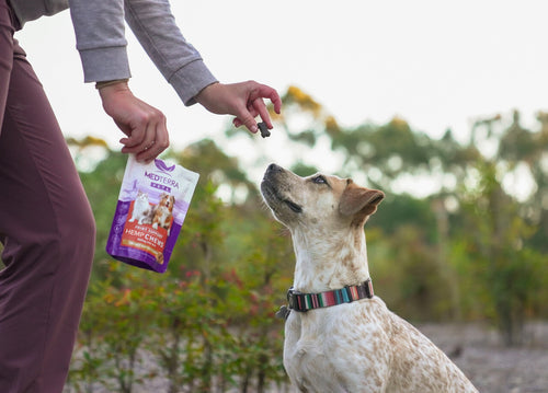 White-and-tan speckled dog with striped collar looking up as person offers a hemp chew from a purple Medterra Pets bag.