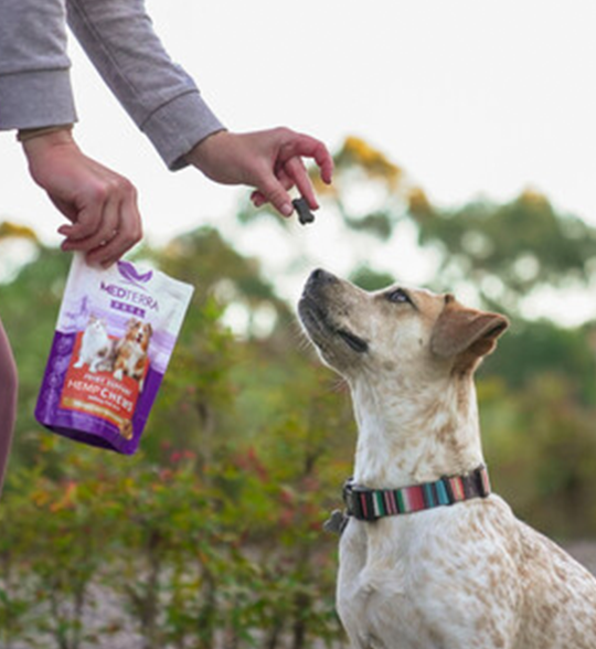 Person feeding an attentive mixed-breed dog a treat; hand holds MEDITERRA HEMP CHEWS pouch.