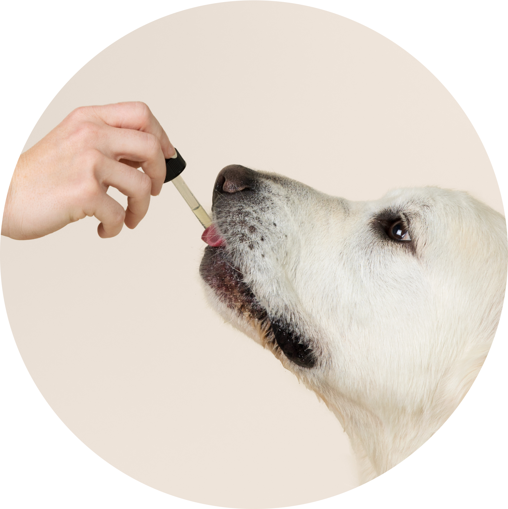 Person using a dropper to give liquid to a white dog that is licking the dropper.