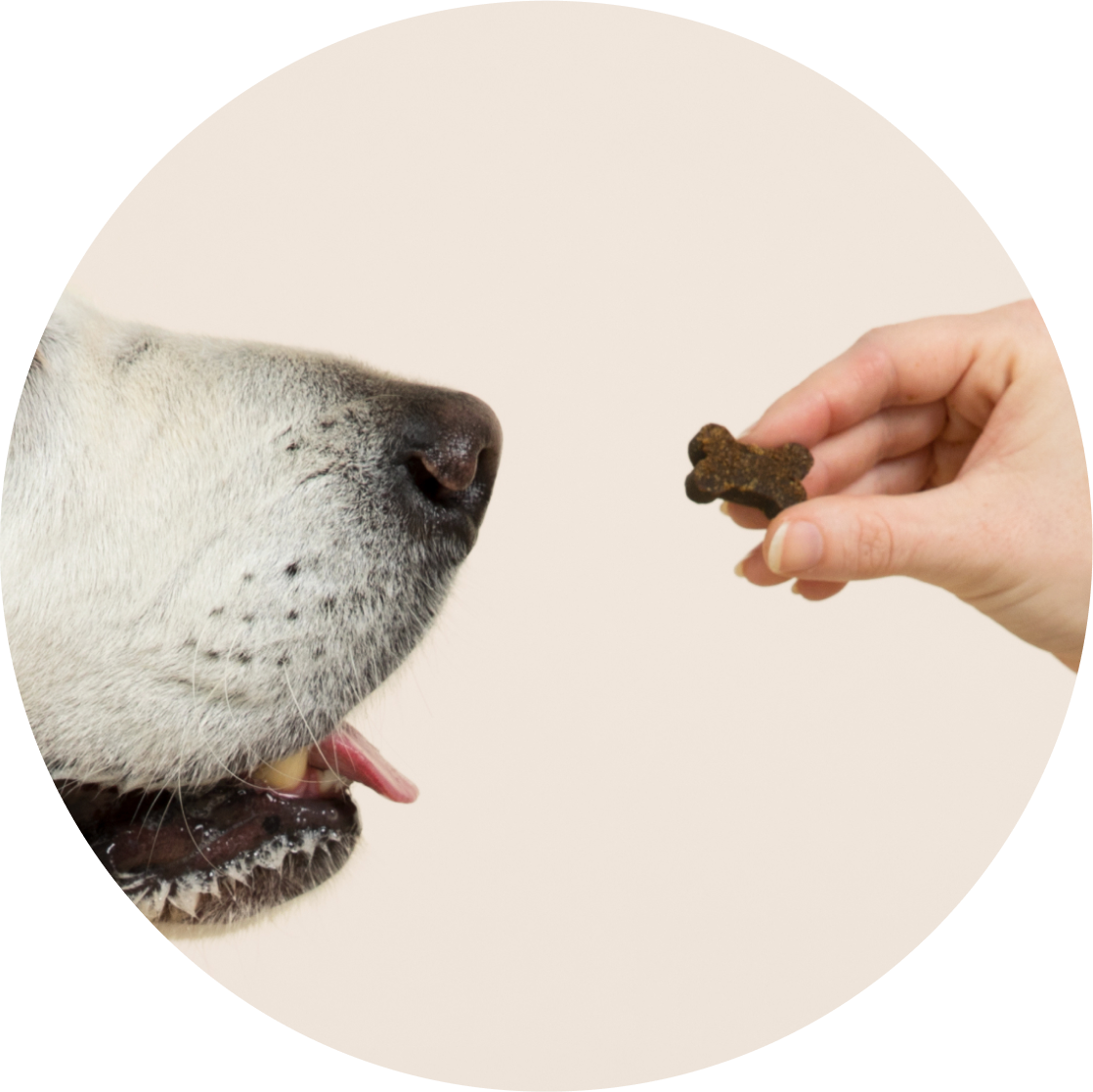Dog's snout and open mouth sniffing a hand holding a bone-shaped treat against pale background.